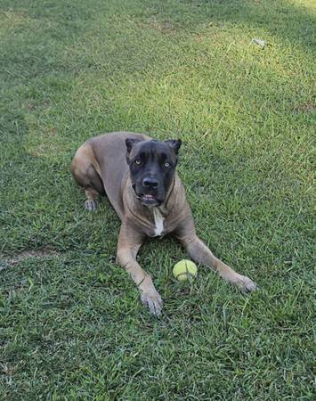 Cane Corso Rehome (Manchester)63664482564227123
