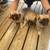 Akbash Cross Puppies 2 thumbnail