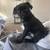Pure Breed Black Pug Puppy Male 1 thumbnail