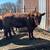 2 year old registered red angus bull 3 thumbnail