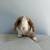 Baby Holland Lop Bunny/Bunnies/Rabbits/Rabbit 2 thumbnail
