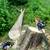 Experienced climber/ solo tree work 6 thumbnail