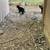 Cats 3 thumbnail