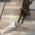 $40.00 / Night Dog Boarding - Loving and reliable companionship! 10 thumbnail