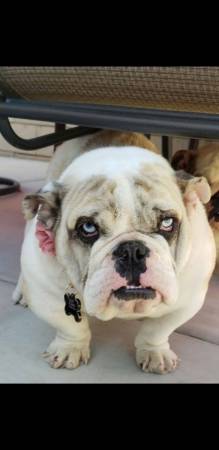 Bulldog inglés micro