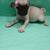 Pugs 4 thumbnail