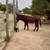 Donkey pair 4 thumbnail