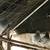 Pigeons 3 thumbnail