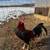 Gallos pollos gamefowl rooster 4 thumbnail