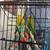 Parakeets 2 thumbnail