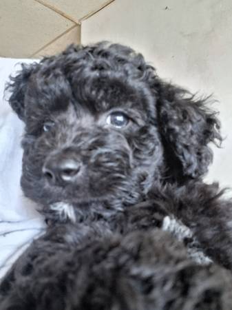 Mini Doodle pup63623572302467122