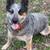 Blue Heeler Pups. 5 thumbnail