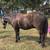 Broke gelding pony 7 thumbnail
