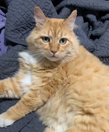 GATO NARANJA PERDIDO (HAZEL DELL)63842374678531120