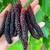Rare Mulberry Trees, Giant black pakistan, Super Sweet! 3 thumbnail