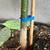 Hass & Fuerte Avocados 15-Gallon Pots 2 thumbnail