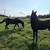 3 yo gelding horse 6 thumbnail
