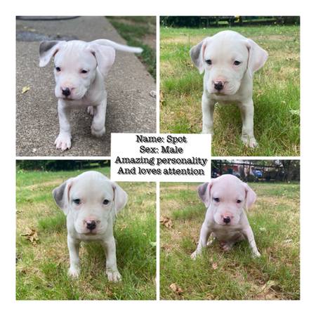 Cachorros de pit bull (Gold bar wa)63688917911041120