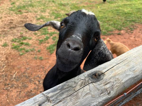Goats 1