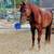Horses Available for Lease 14 thumbnail