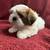 Pure bred shih tzu puppies 4 thumbnail