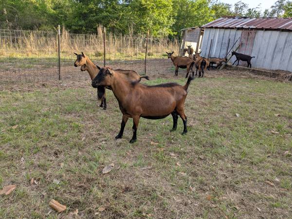 oberhasli buck 1
