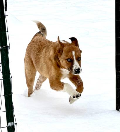 Heeler and Corgi mix 1