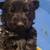 German Shepherd puppies 2 thumbnail