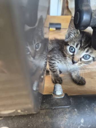 3 tabby kittens 1
