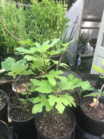 LSU Tiger Fig 1