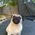 Pug 1 thumbnail