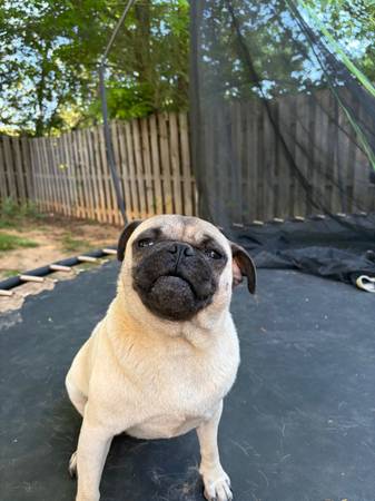 Pug 1