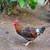 Roosters 2 thumbnail