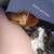 Mini Dachshunds 22 thumbnail