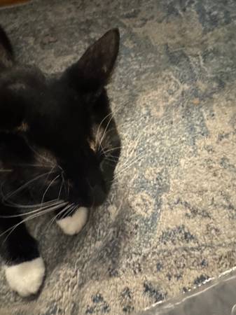 Hermosa gata dulce en donación (Everett)63857555371139121
