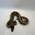 Ball pythons 8 thumbnail