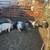 Feeder pigs 7 thumbnail