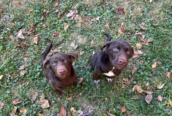 Rehoming lab mix (Westminster)63924992112259122