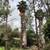 🌴🌳🌿TREE TRIMMING,🌴 TREE REMOVAL, PALM REMOVAL, PALM TRIMMING , SERVI 21 thumbnail