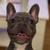 French Bulldog rehoming 2 thumbnail