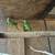 Male Indian Ringneck 2 thumbnail