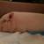 Mini pig 5 thumbnail