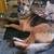 Beautiful German shepherd looking for home 2 thumbnail