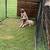Kangal puppies 2 thumbnail
