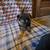 Ckc registered german shepherd pups 3 thumbnail