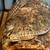 Baby Bearded Dragons 1 thumbnail