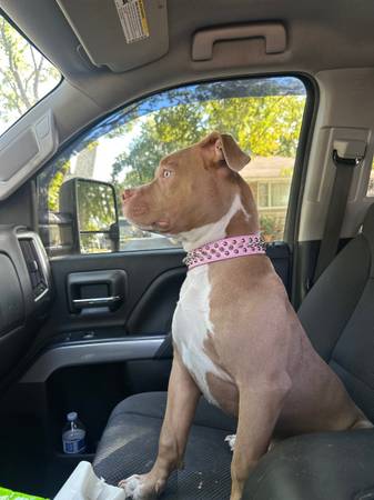 5 month old Bully (Rolling Meadows)63961118929923120