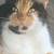 3 Cats 5 thumbnail