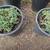 Dwarf Juniper 1 thumbnail