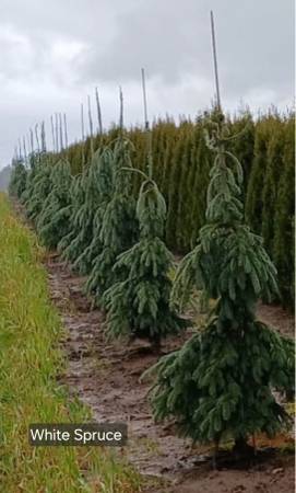 White Spruce 6ft. 1